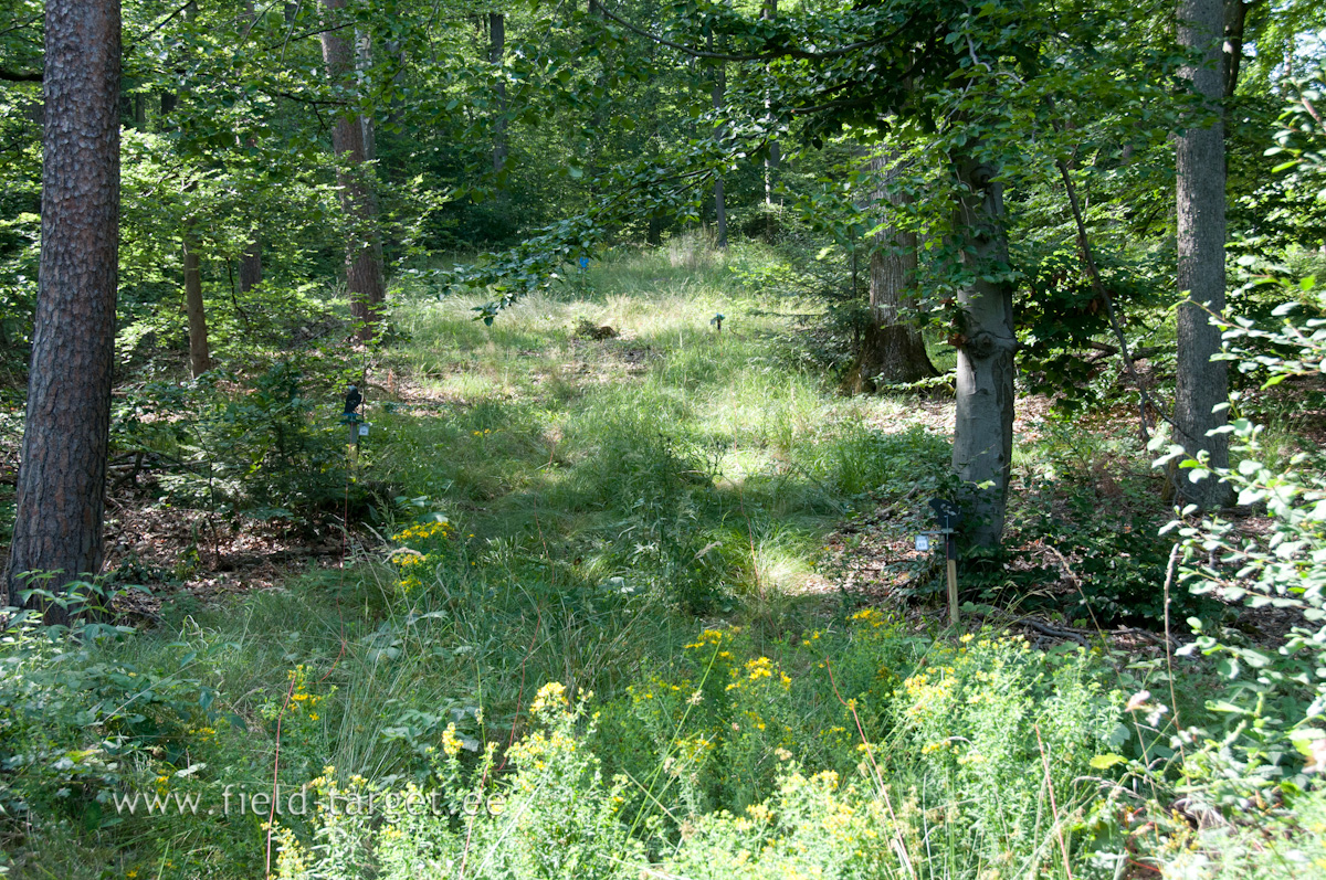 Poker! You must shoot through hay moving with the wind